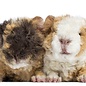 Cobaye Alpaca GN-Code:0106 19 00