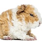 Cobaye Alpaca GN-Code:0106 19 00