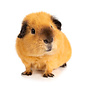 Cavia Californian GN-Code:0106 19 00