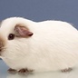 Cavia Californian GN-Code:0106 19 00