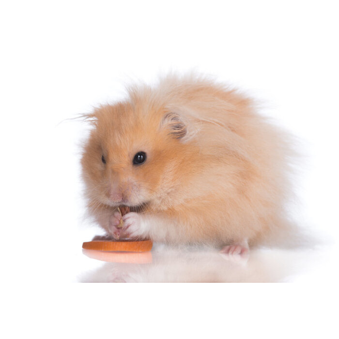 Hamster Dore (Syrian Hamster) Teddy GN-Code:0106 19 00