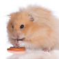 Hamster Dore (Syrian Hamster) Teddy GN-Code:0106 19 00