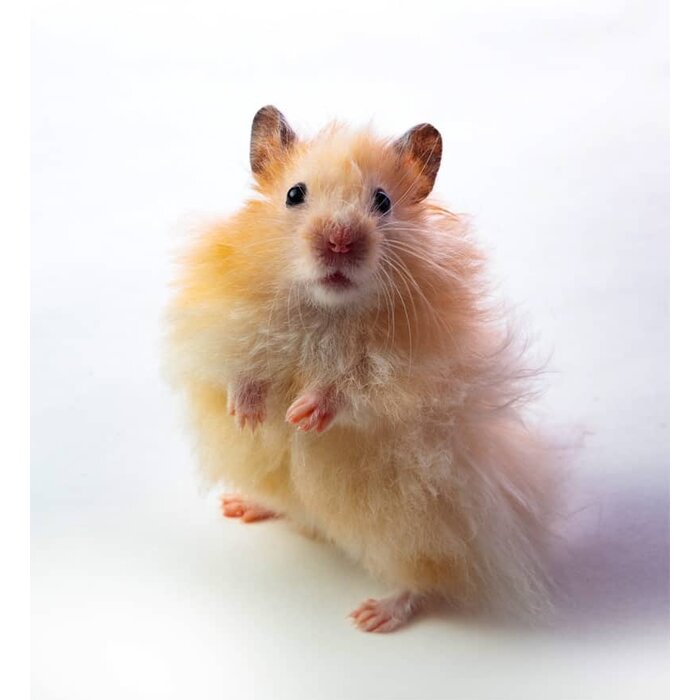 Hamster Dore (Syrian Hamster) Teddy GN-Code:0106 19 00