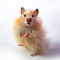 Hamster Dore (Syrian Hamster) Teddy GN-Code:0106 19 00
