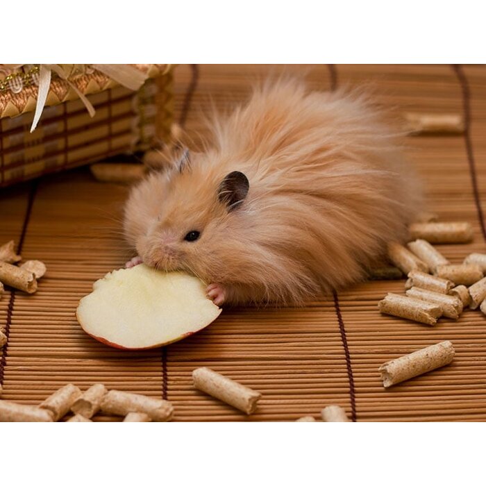Hamster Dore (Syrian Hamster) Teddy GN-Code:0106 19 00