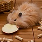 Hamster Dore (Syrian Hamster) Teddy GN-Code:0106 19 00