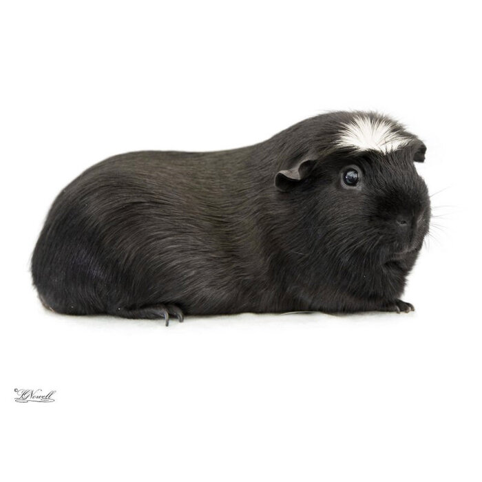 Meerschwein Amerikanischer Schopfhund GN-Code:0106 19 00