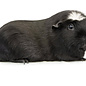 Cavia Amerikaans gekruind GN-Code:0106 19 00