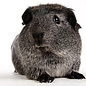 Cobaye Agouti argenté GN-Code:0106 19 00