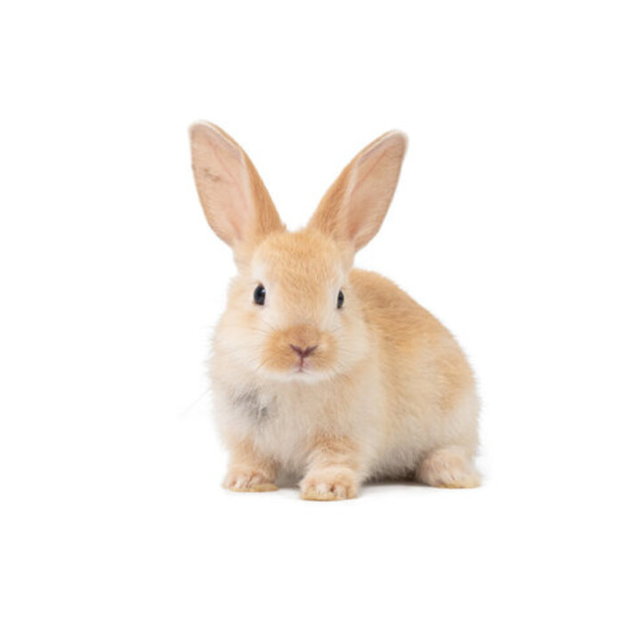 Lapin Nain GN-Code:0106 14 10