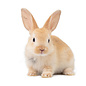 Lapin Nain GN-Code:0106 14 10