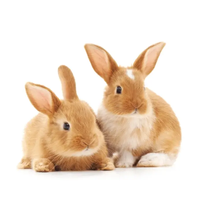 Lapin Nain GN-Code:0106 14 10