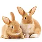 Lapin Nain GN-Code:0106 14 10