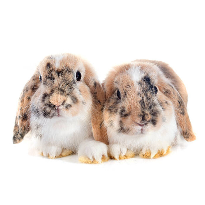Lapin nain hollandais lop GN-Code:0106 14 10