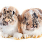Lapin nain hollandais lop GN-Code:0106 14 10