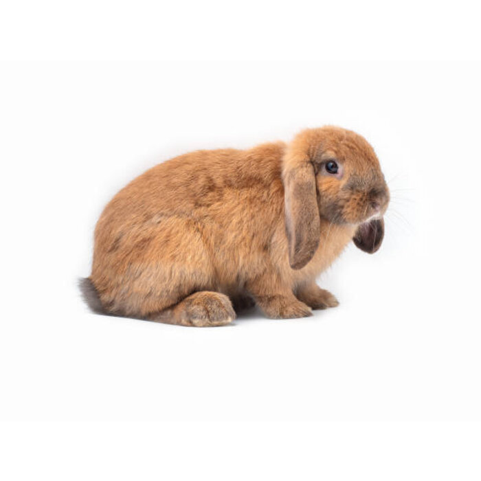 Lapin nain hollandais lop GN-Code:0106 14 10