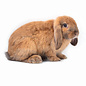 Lapin nain hollandais lop GN-Code:0106 14 10