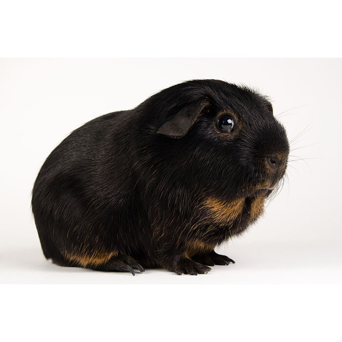 Meerschwein Otter Black Tan GN-Code:0106 19 00