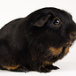 Meerschwein Otter Black Tan GN-Code:0106 19 00