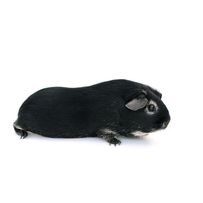 Cobaye Black Tan GN-Code:0106 19 00