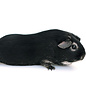 Cobaye Black Tan GN-Code:0106 19 00