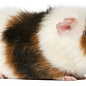 Cavia US teddy GN-Code:0106 19 00