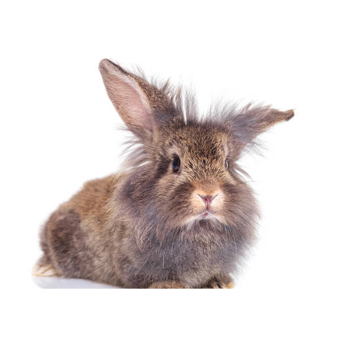 Lapin Nain Lion GN-Code:0106 14 10