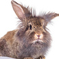 Lapin Nain Lion couple GN-Code:0106 14 10
