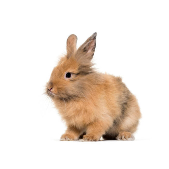 Lapin Nain Lion couple GN-Code:0106 14 10