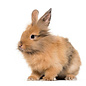 Lapin Nain Lion couple GN-Code:0106 14 10