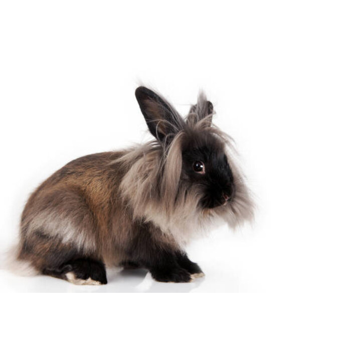 Lapin Nain Lion couple GN-Code:0106 14 10