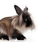 Lapin Nain Lion couple GN-Code:0106 14 10