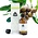 Chi Biologische Tamanu Olie 50ml