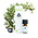 Chi Biologische Etherische Rozemarijn Verbenon Olie 2,5ml
