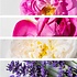 Alteya Organics  Hydraterend Bloemenwater Collectie, set van 6 flesjes