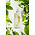 Jimmy Boyd Organic Orange Blossom - 200ml of Sample doekje