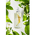 Jimmy Boyd Organic Orange Blossom - 200ml of sample doekje