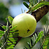 Alteya Organics Biologische Amla Olie 100ml