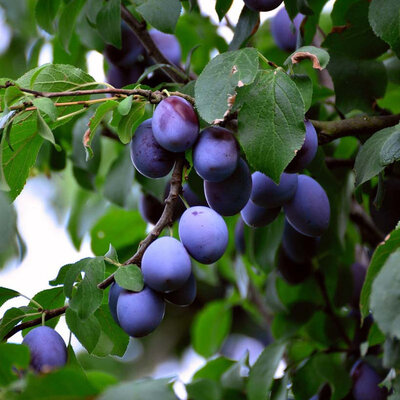 Alteya Organics Biologische Pruimenpit Olie 100ml