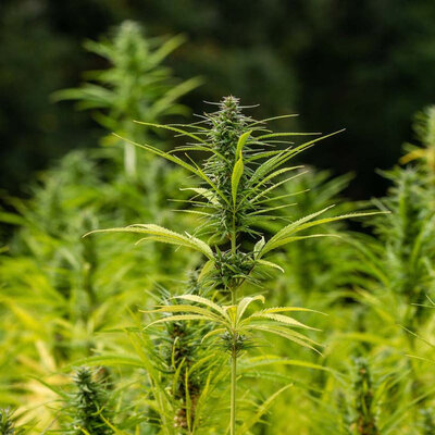 Alteya Organics Biologische Hennepzaad Olie 100ml