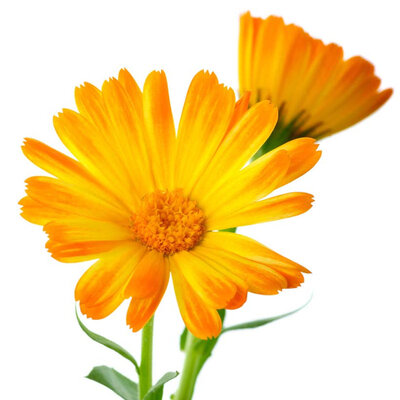 Alteya Organics Biologische Calendula Olie 100ml