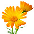 Alteya Organics Biologische Calendula Olie 100ml