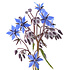 Alteya Organics Biologische Borage / Bernagie Olie 100ml