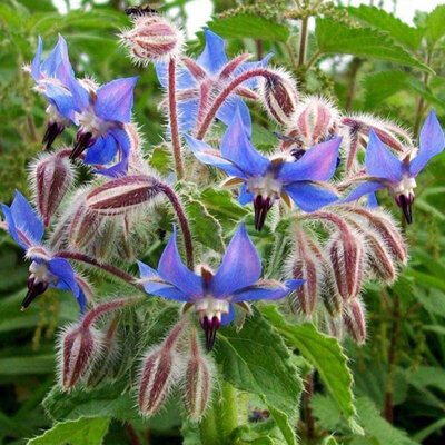 Alteya Organics Biologische Borage / Bernagie Olie 100ml
