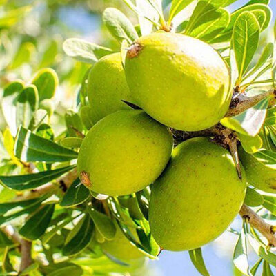 Alteya Organics Biologische Argan Olie 100ml