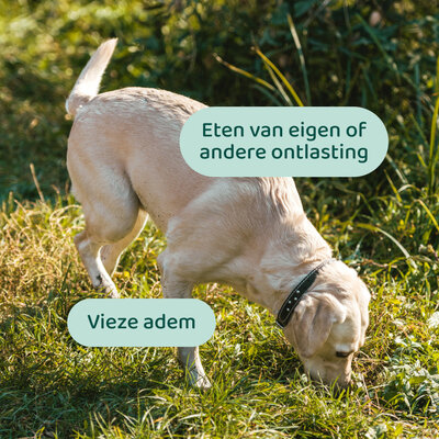 DogSupply Anti Poep Eten