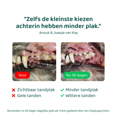 DogSupply Dental Bright