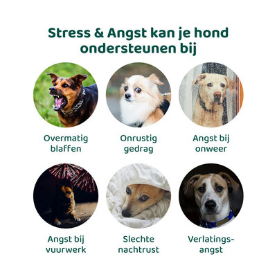 DogSupply Anti-Stress & Angst