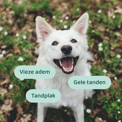 DogSupply Dental Liquid