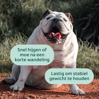 DogSupply Gezond Gewicht Support